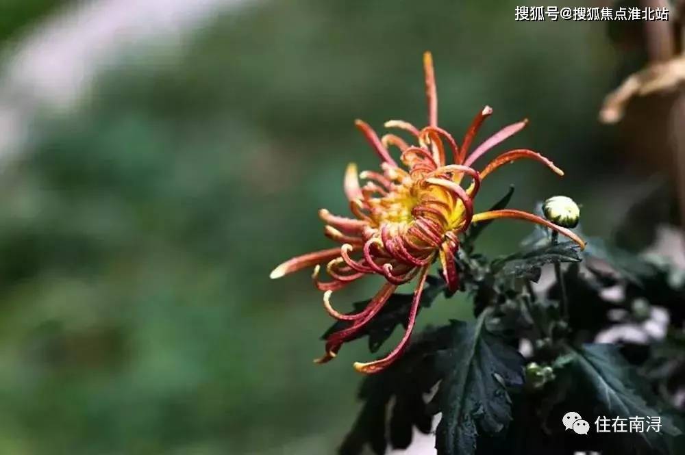 英地金台府邸最新房价及其背后的故事揭秘