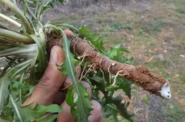 久久草最新地址探索与科普揭秘